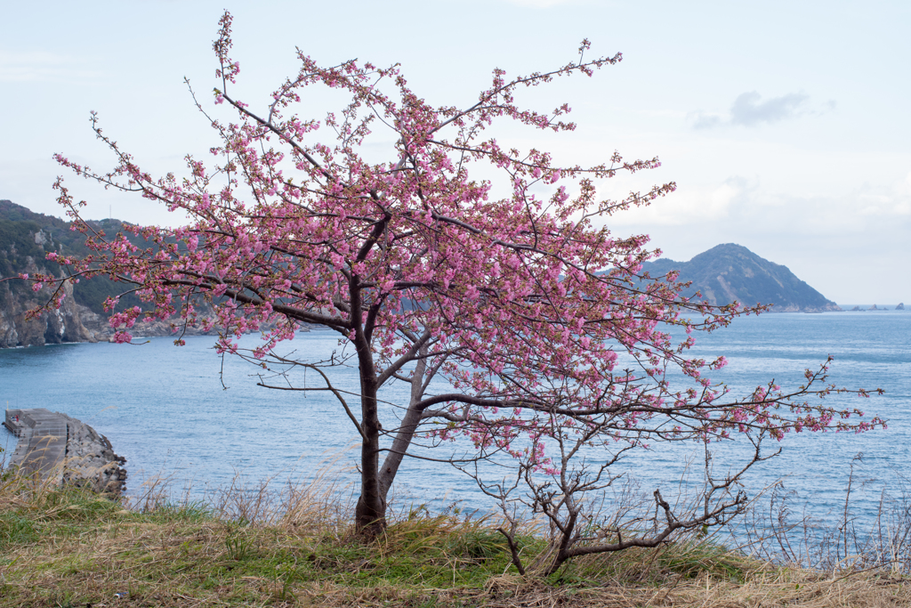 伝説の島と・・・