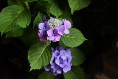 紫陽花1