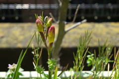開花前のフリージア