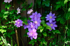 紫色のきれいな花