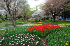 チューリップと桜