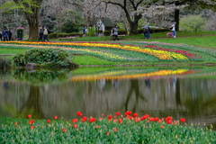 チューリップと桜