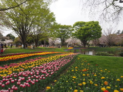 チューリップと桜