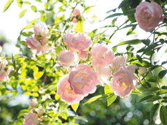 薔薇　透かして見れば