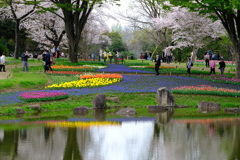 チューリップと桜
