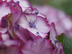 紫陽花の季節
