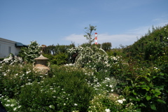 バラ園全景