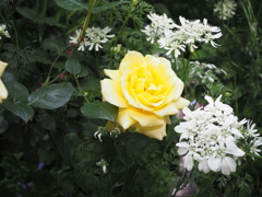黄色い薔薇