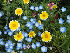 昭和記念公園　ヒナギク