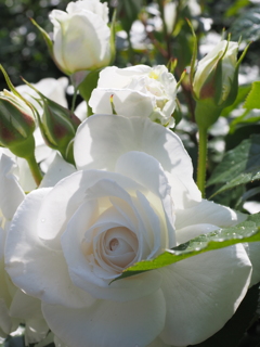 光の中の薔薇