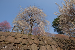 天から降り注ぐ白梅