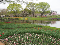 チューリップと桜