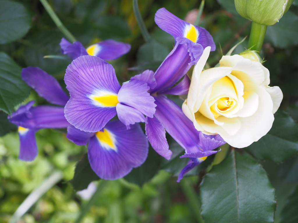 薔薇と菖蒲