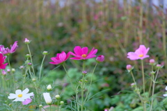 鮮やかピンクの秋桜