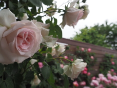 ホワイトピンク薔薇