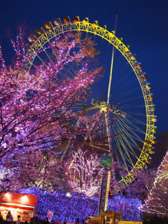夜桜ランド