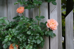 昭和の薔薇