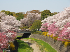 さくら、昭和記念公園