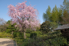 日本庭園の桜