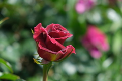 真紅の薔薇