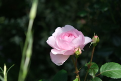 ピンクの薔薇