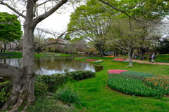 チューリップと桜