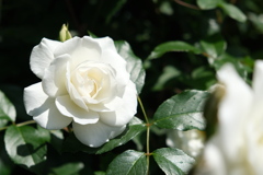 暗闇に浮かぶ薔薇