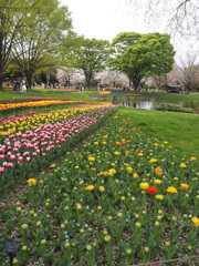 チューリップと桜