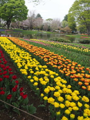 チューリップと桜