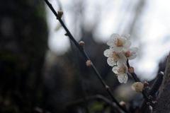 雨に打たれた梅の花