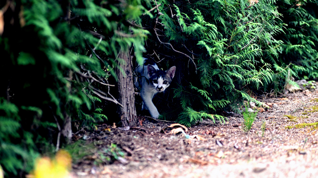 猫、登場。