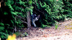 猫、登場。
