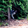 猫、登場。