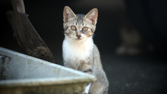猫