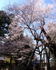 八乙女種蒔き桜