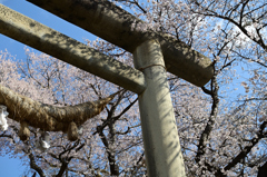 鳥居と桜