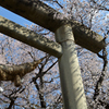 鳥居と桜