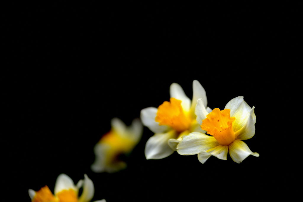 庭の花