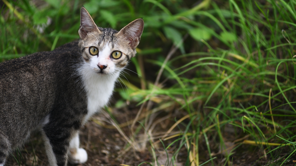 猫