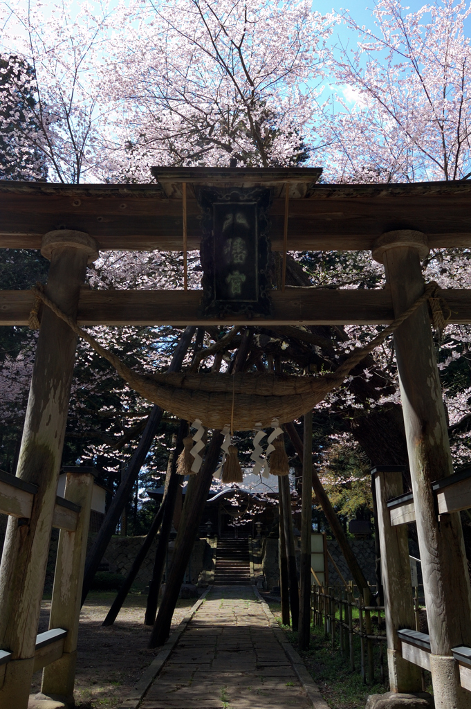 八乙女種蒔き桜