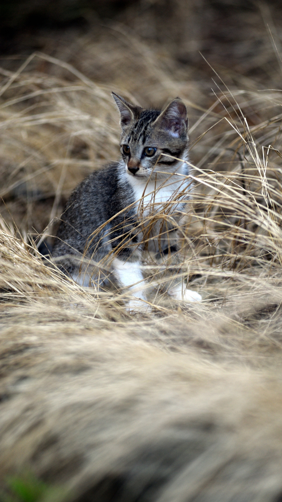 猫