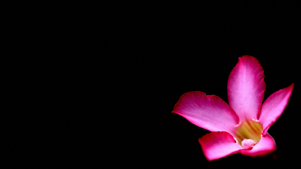 アデニウムの花