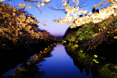 松が岬公園の夜桜