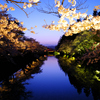 松が岬公園の夜桜