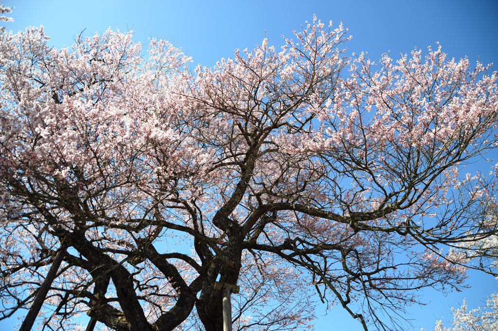 十二の桜