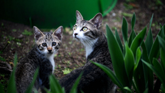猫