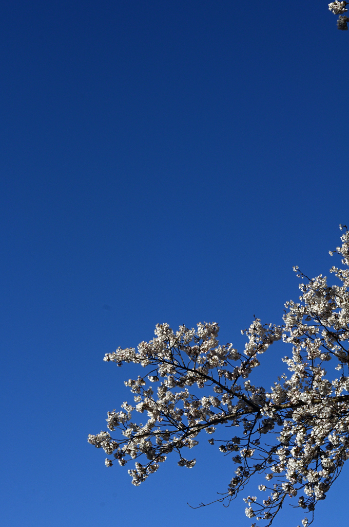 桜と青空