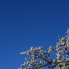 桜と青空