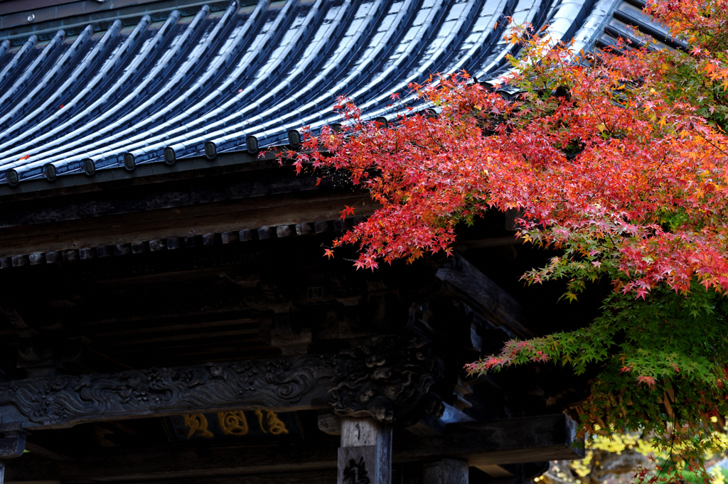 紅葉