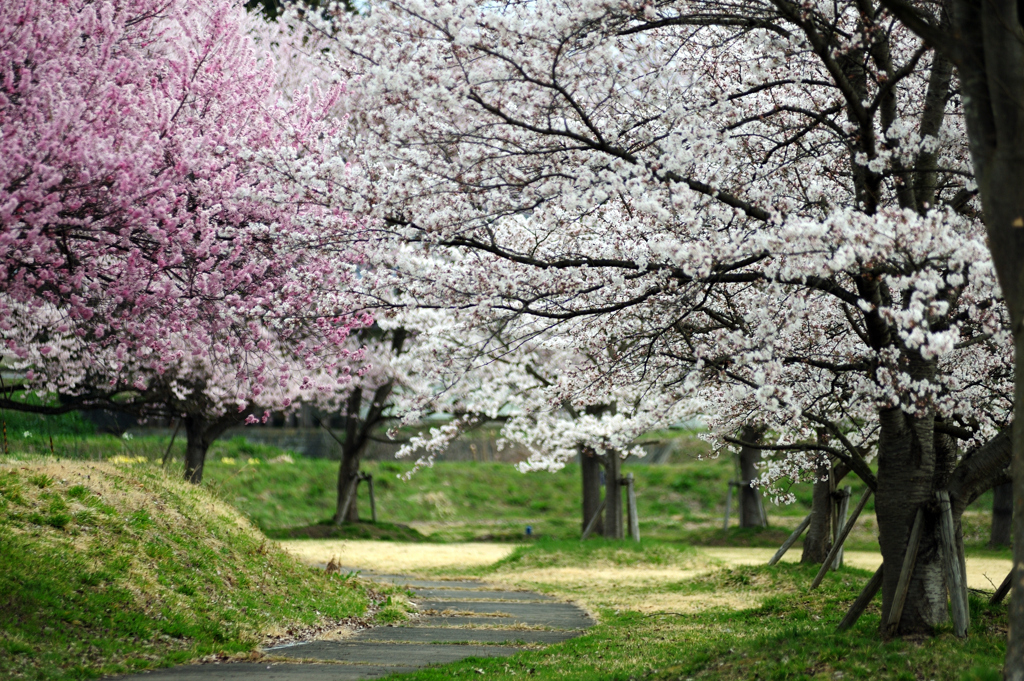 病院の桜